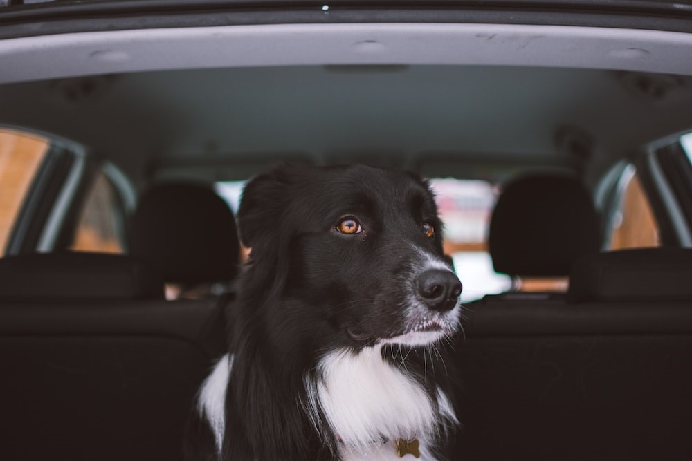 Viajar con mascotas en Semana Santa