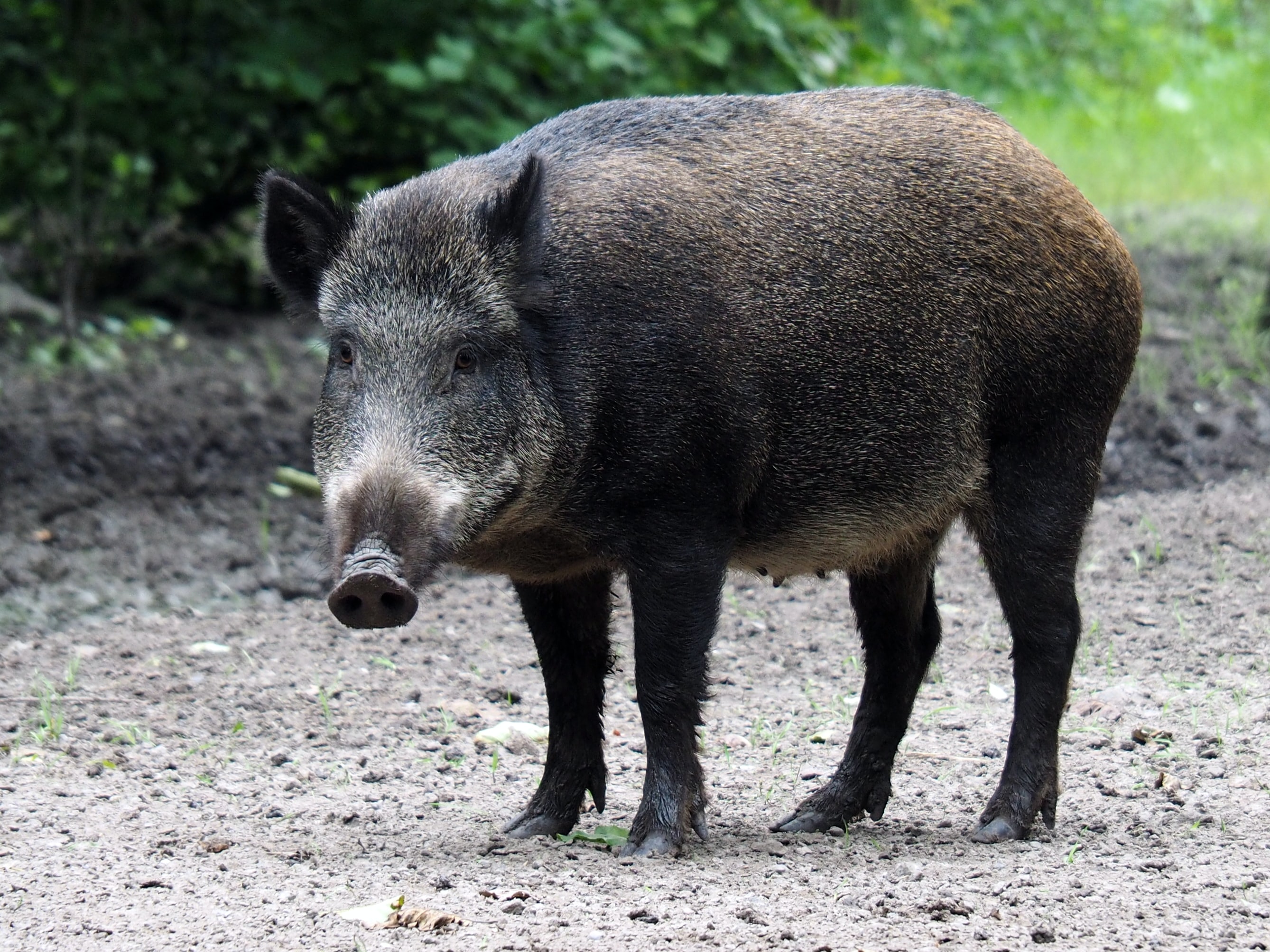 Accidentes contra animales estudio Línea Directa